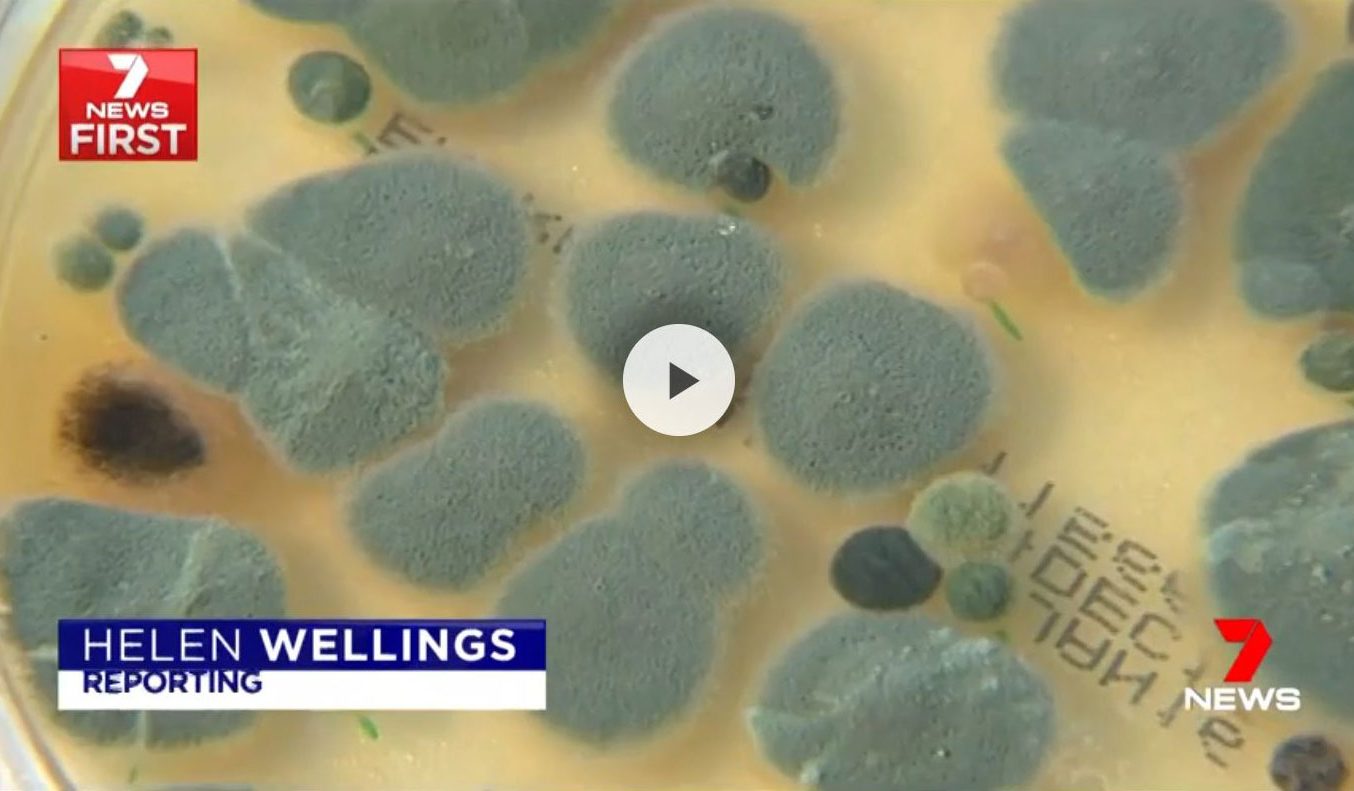 Sydney in the grip of a mould exposure – Channel 7 News