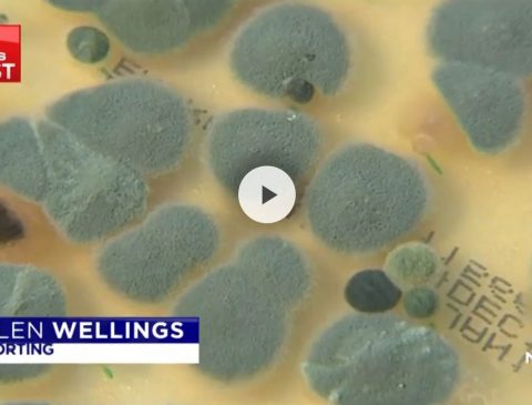 Sydney in the grip of a mould exposure – Channel 7 News